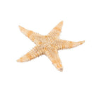 Small Starfish Star Sea Shell Beach Craft 0.4 inch-1.2 inch 90 Pcs