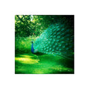 DIY Diamond Painting Embroidery Forest Peacock Bird Cross Stitch Kit Decor