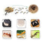6Pcs/Lot Ant Agent Ant Killing Powder Bait Ants Repellent Repeller Trap Kil