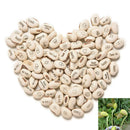 100PCS DIY Magic Bean Seed Plant Love Gift Growing Message Word LJ