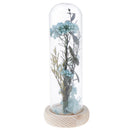 16cm Enhanced Dried Flower Glass Cover Display Cloche Jar Dome Wooden Base c