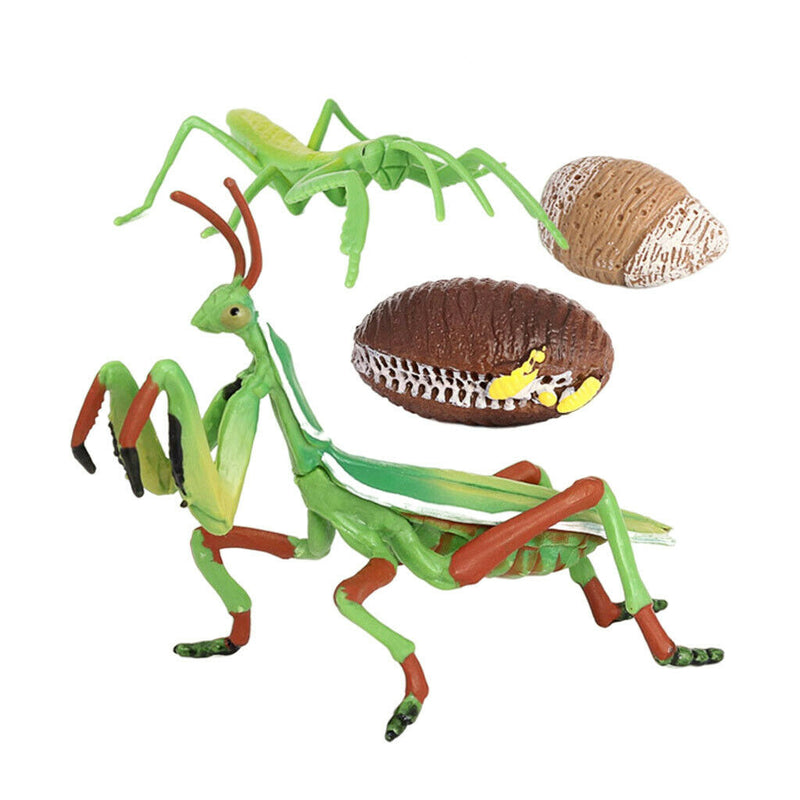 Lifelike Life Cycle of Mantis Growth Pre-school Cognitive Toys Themed Party