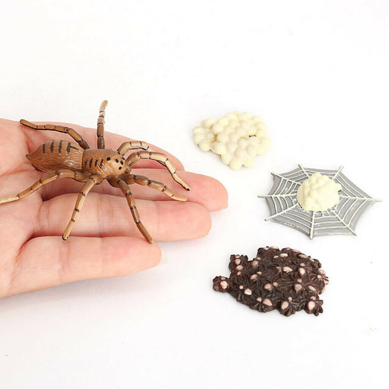 Lifelike Spider Bee 4 Stage Life Cycle Playset Education Cognitive Toys