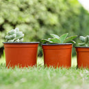10Pcs Plastic Mini Round Cactus Flower Pots Nursery Pots Garden Xmas Decor M&E