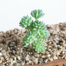 Simulation Succulents Plants DIY Edelweiss For Home Office Decor Green