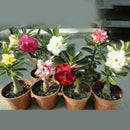 20pcs adenium obesum seeds desert rose perennial flower garden bonsai plant @LJ