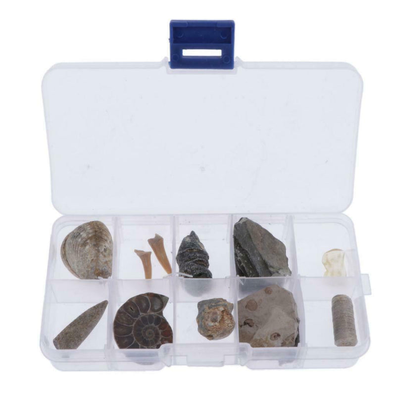 10pcs Rock Mineral Stone Amber Fossils Collection Education Science Specimen