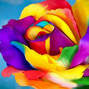 1000Pcs Beautiful Colorful Rainbow Rose Flower Seeds Yard Garden Plant Decor