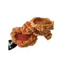 Reptile Vivarium Terrarium Feeding Bowl lizard Gecko Water Worm Feeder