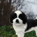 Realistic Dog Black And White Puppy  Lucky Simulation Dog Plush Toys G0U7
