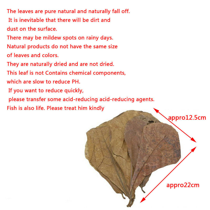 20Pc catappa leaves almond tree aquarium clean tool terminalia leaf about 50-6M&