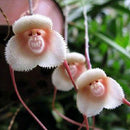 New 10pcs Monkey Face Orchid Flower Seeds Plant Seed Bonsai Home Garden MO