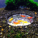 65mm Portable Aquarium Fish Tank Clear Acrylic Shrimp Feeding Dish Feeder
