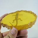 1X(Yellow Amber Gecko Amber Ornaments For Real Insect Specimens