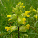 600 x Samen Wildblumensamen Gelb Gelb Cispy Nasenblume O3C0 Pflanzen P3Z2