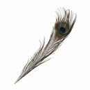 50pcs Natural Peacock Tail Feathers (Big Eyed) about 26-30cm E5N4