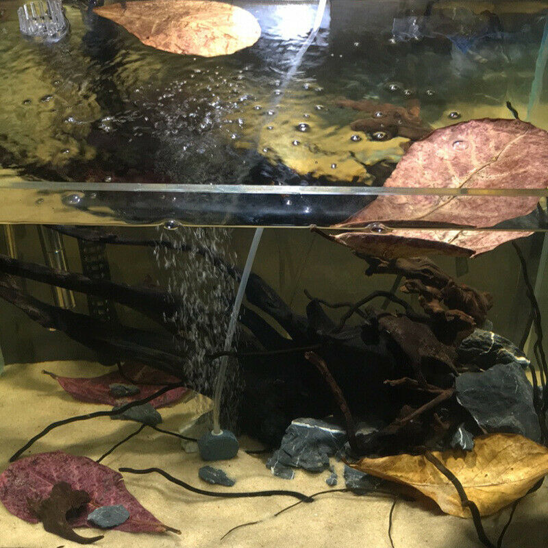 10pcs/set Natural Terminalia Catappa Foetida Leaves Island Almond S Ew