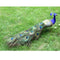 Vivid Artificial Peacock Bird Realistic Taxidermy Home Garden Yard
