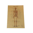 skeletal anatomy poster bar home decor retro kraft paper painting wall S Cy