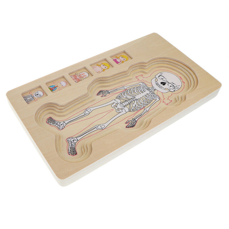 5-Layer Wooden Girl Body Puzzle, Help Your Girl Learn His Own Body Structure