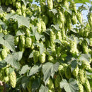 100pcs pack Egrow hops humulus lupulus seeds brew your own beer today returns year after