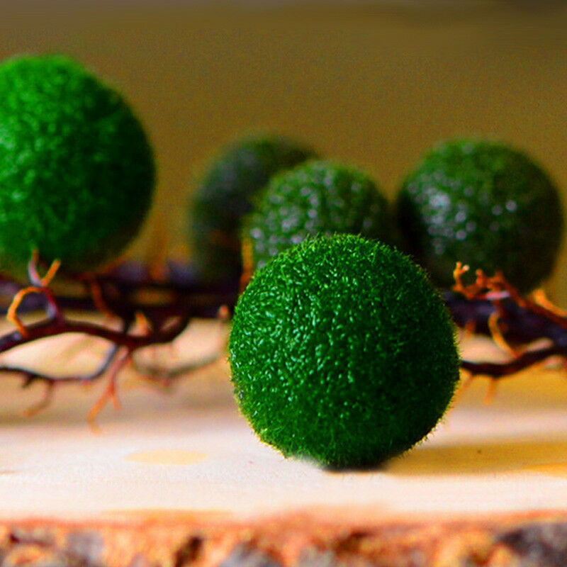 1pc Green Seaweed Ball Moss Live Aquarium Plant Fish Decoration Pet Supplie Nice
