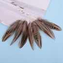 50pcs/set pheasant feathers 5-10cm chicken plumes for carnival diy craft decorOZ