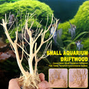 Terrarium Environments Small Aquarium Driftwood Snakes Landscaping Fish Tanks