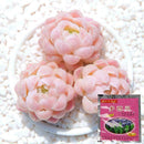 Carbendazim Efficient Bactericide Wettable Powder Flower Plant Decor Z7G6 G B8F1
