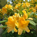 White Yellow Sunrise Amaryllis Bulbs Hippeastrum Bulbs Home Garden Decor Supply