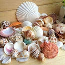 100g Beach Mixed SeaShells Mix Sea Shells Shell Craft SeaShells Aquarium Dec OZ