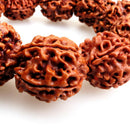 20mm Rudraksha Bodhi Beads Tibet Buddhist 11 Prayer Beads Amulet Bracelet
