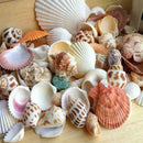 Sea Shells Beach Mixed Shell Craft Table Aquarium Fish Medium JI89 Tank J1H5