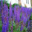 Chia Seeds Sage Seeds Bonsai Flower Seeds Chia Seeds Herbs Seeds Magic SeedsLJ
