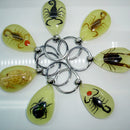 Scorpion Glow Lucite Keyring Keychain Insect Jewelry Taxidermy Gift 3C