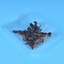 50 Vanilla Strawberry Hydrangea Flower Seeds For Planting In Pot Or GroundG ~
