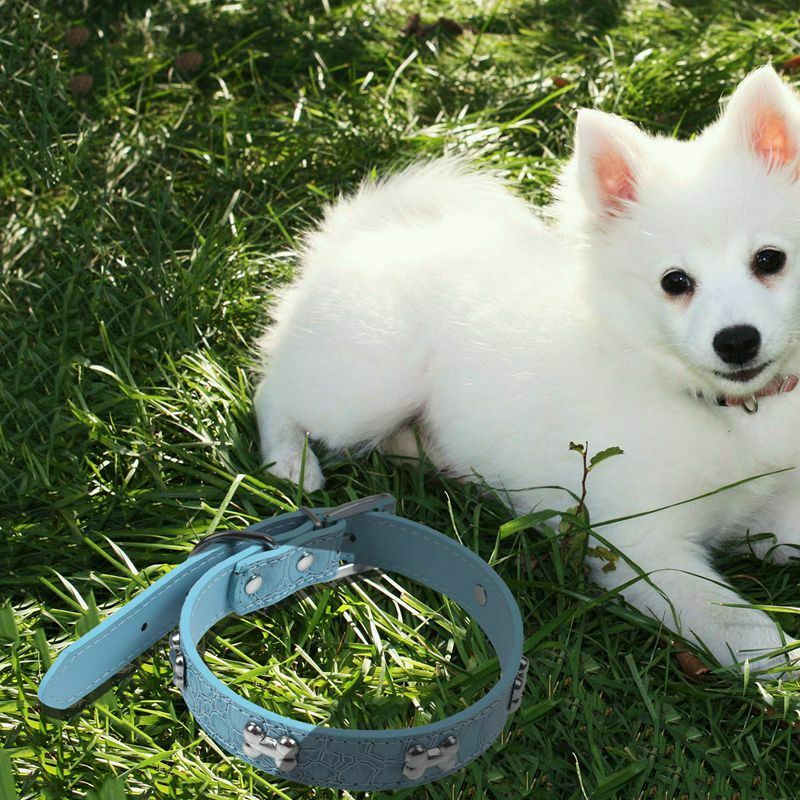 Pet Collar,Small Dog Collars Bling With Bone Necklace Puppy Cat (XS, blue 1 O6I1