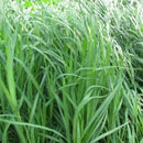 100pcs Lemon Grass Seeds An essential flavouring in East Asian cooking LY