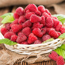 200Pcs Red Raspberry Plant Seeds Rubus Idaeus Bush Fruit Seeds Garden Supplie LJ