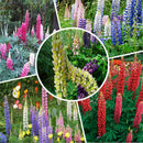 Wholesale 100x Mixed Russell Lupine Seeds Lupinus Beautiful Polyphyllus SH E1E6