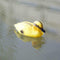 8 Pieces Plastic Floating Swan Duck Decoy for Hunting &Fishing Garden Scarer