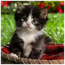 5D DIY Full Drill Diamond Painting Lovely Cat Cross Stitch Embroidery Kit