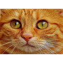 5D DIY Full Drill Diamond Painting Cat Cross Stitch Craft Kit Decor (WX063)