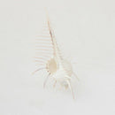 Natural Snail Snail Snail Venus Snail Shell Conch Aquarium Landscaping Wedd