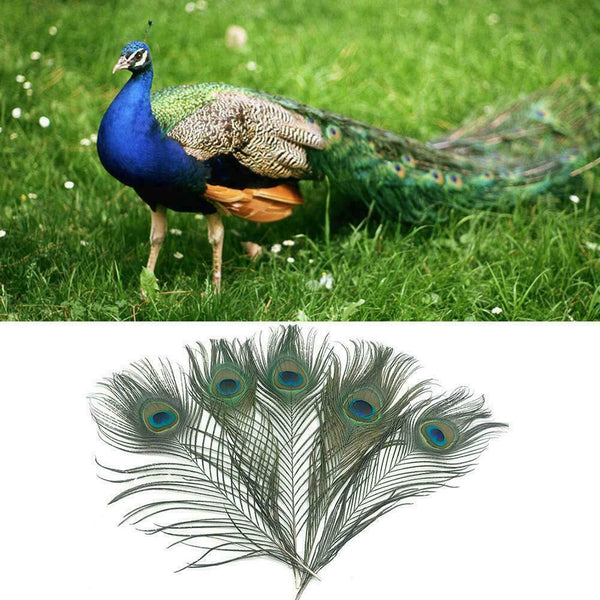 10pcs Real Natural Peacock Tail Eyes Feathers Wedding Party Decoration Fest K9S1