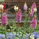 Foxglove Seeds 50 seeds perennial gorgeous 4 Feet tall awe inspiring LJ