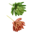 2pcs Artificial Succulents Plants Fingered Echeveria Desk Decor Photo Props