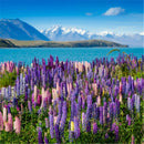 Beautiful Rainbow Frutti Lupine Flower Seeds Ornamental Flowers 99% Germinatisp
