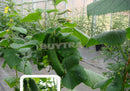 Unsalted Mighty Dutch Cucumber Seed Vegetable Seed Garden Home Natural Seed LJ