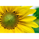 1000pcs DIY Yellow Sunflower Puzzle Educational Learning Assembling Toys A